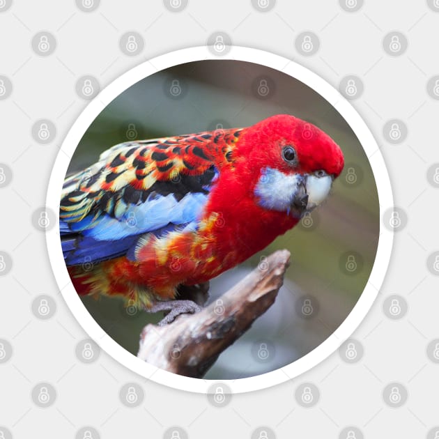 Curious Eastern White-Cheeked Rosella Parakeet Magnet by walkswithnature